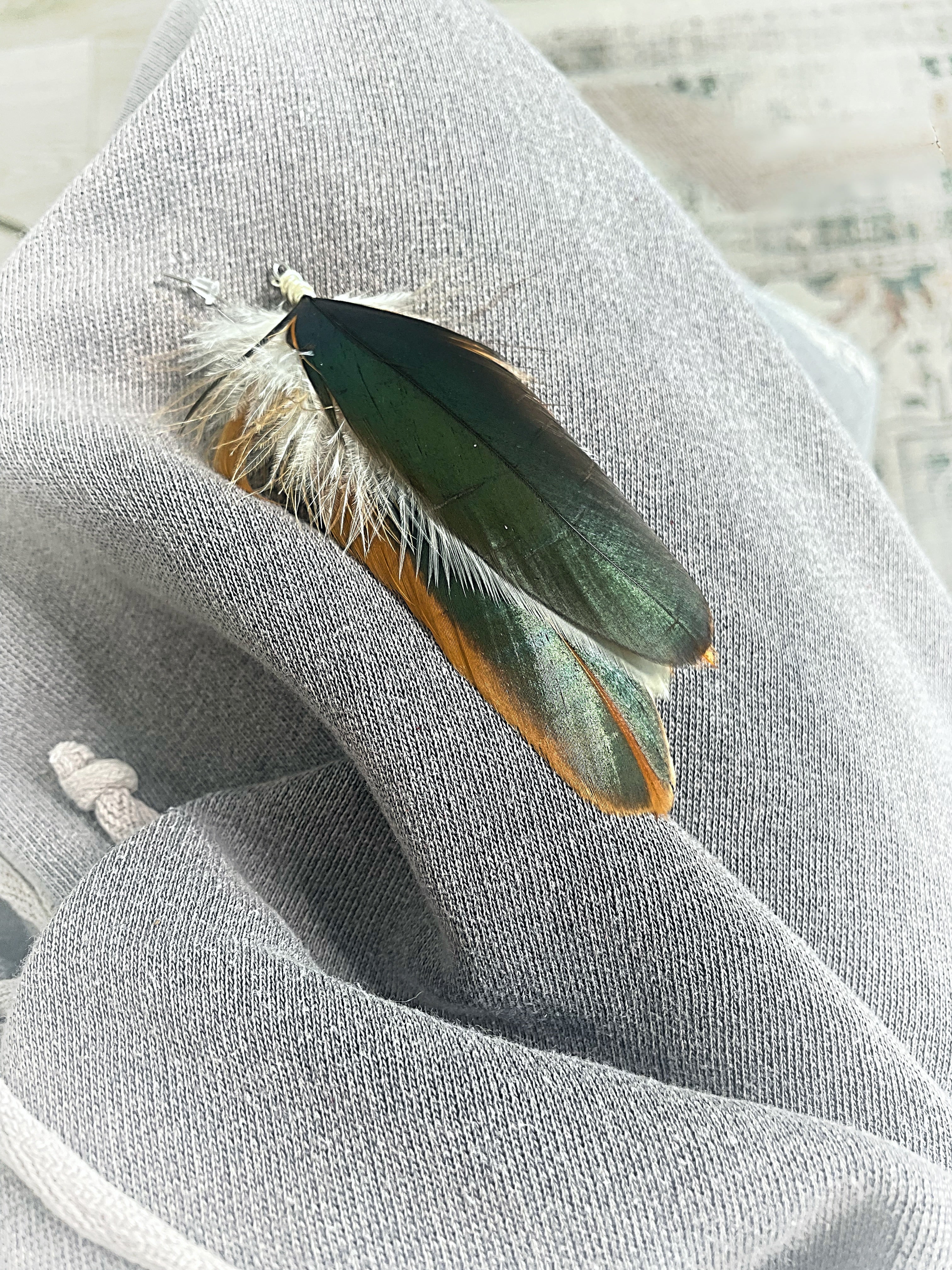 Calico Wings