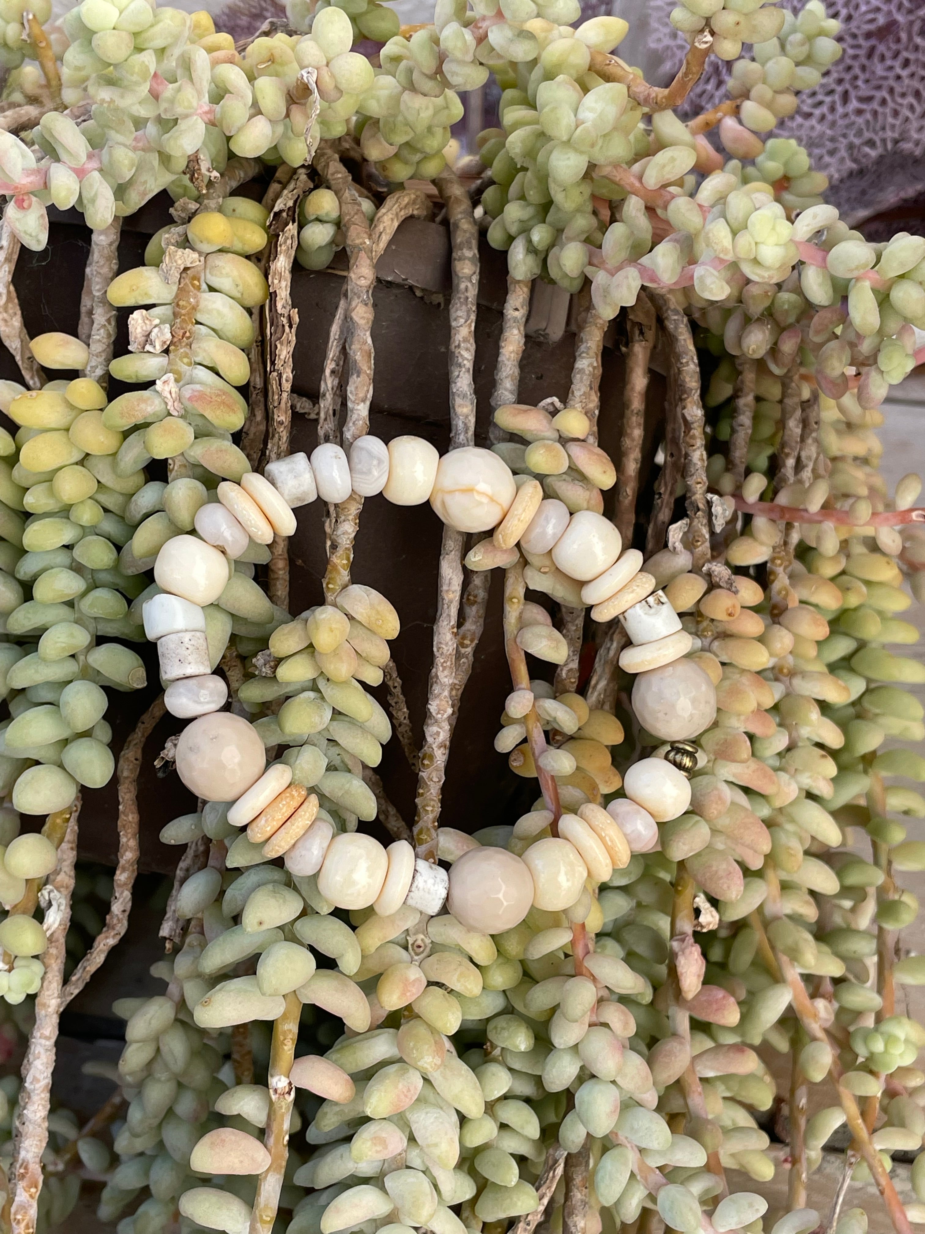 Vanilla Bohemian